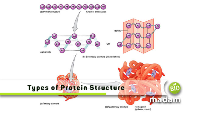 Types-of-Protein-Structure