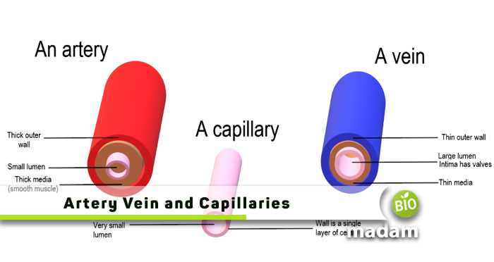 artery-vein-and-capillaries