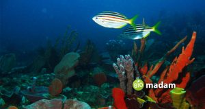 Types of Porifera - biomadam