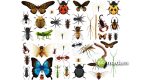 Different Types of Arthropods - biomadam