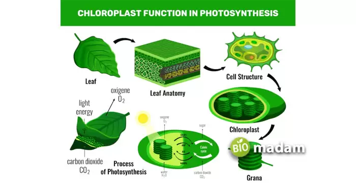 photosynthesis