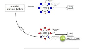 Non Specific Pathway Difference between Specific and Non-Specific Immunity - biomadam