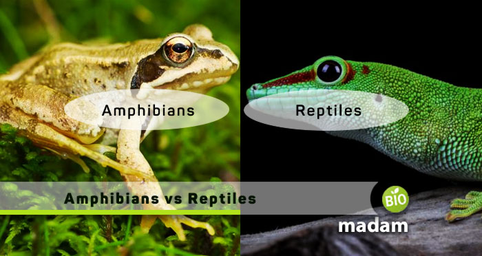 Amphibians-vs-Reptiles