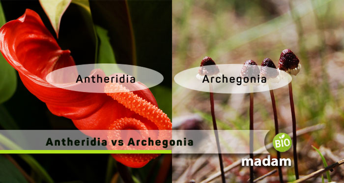 Antheridia-vs-Archegonia