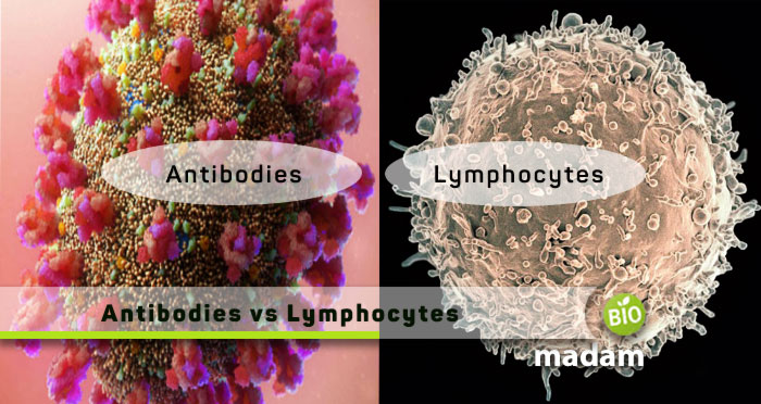 Antibodies-vs-Lymphocytes