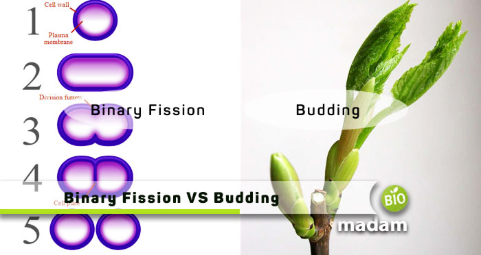 Binary-Fission-VS-Budding