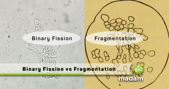 Binary-Fission-VS-Fragmentation