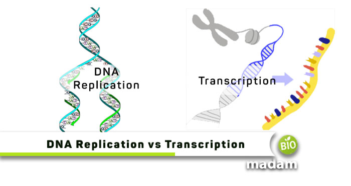 DNA-Replication-vs-Transcription
