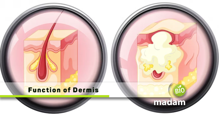 Function-of-Dermis