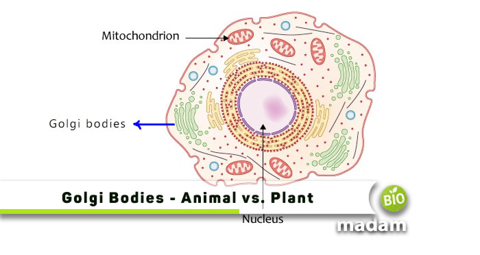 Golgi-Bodies-Animal-vs.-Plant