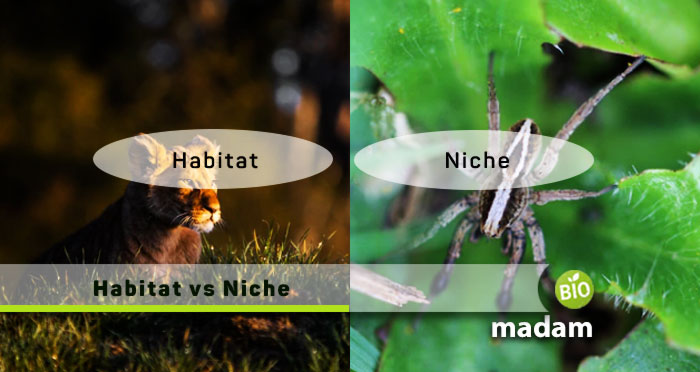Habitat-vs-Niche