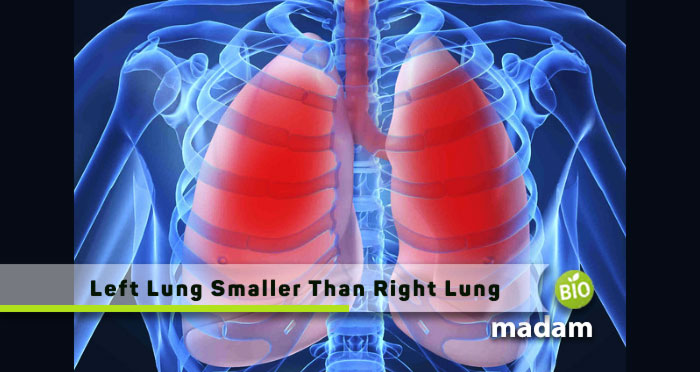 Left-Lung-Smaller-Than-Right-Lung
