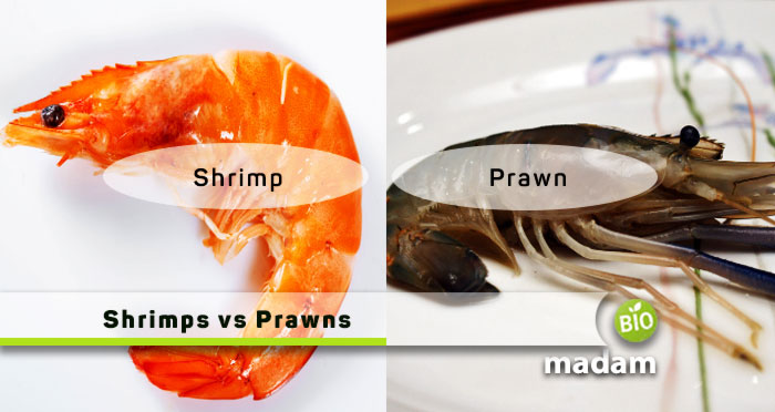 Shrimps-vs-Prawns