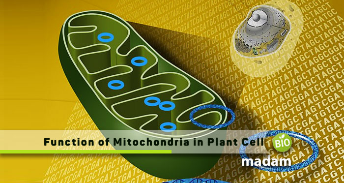 Function-of-Mitochondria in Plant Cell