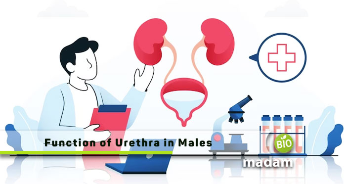 Function-of-Urethra-in-Males