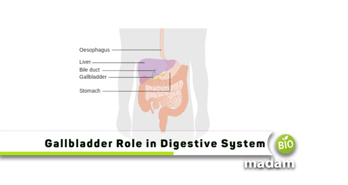 Gallbladder-Role-in-Digestive-System