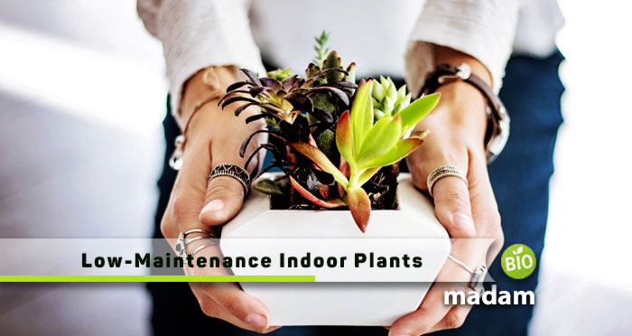 Low-Maintenance-Indoor-Plants