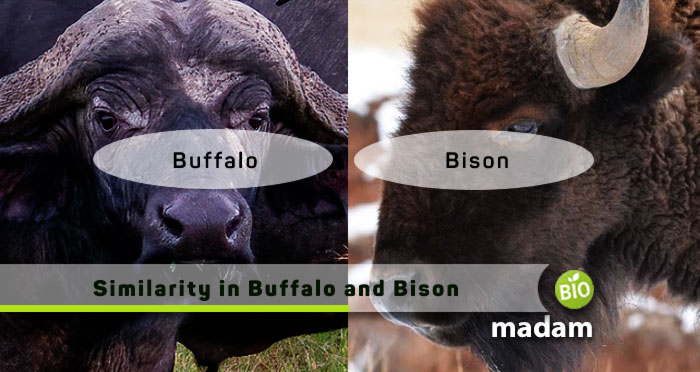 Similarity-in-Buffalo-and-Bison