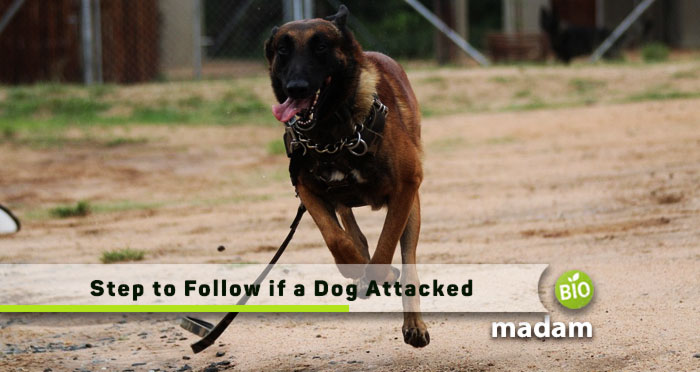 Step-to-Follow-if-a-Dog-Attacked