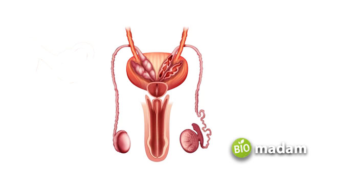 male-urinary-system-urethra