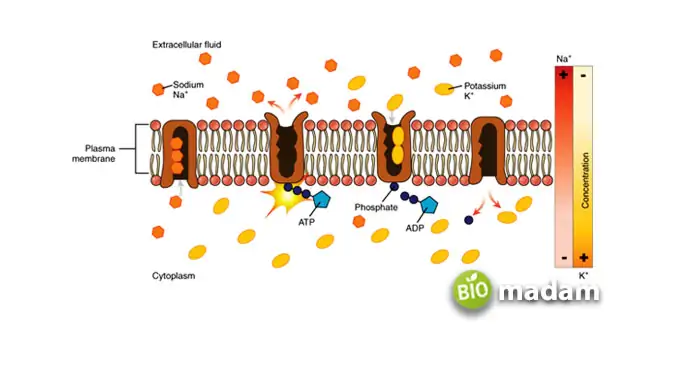 Active-Transport