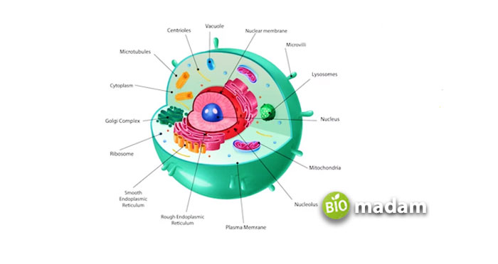 Animal-Cell