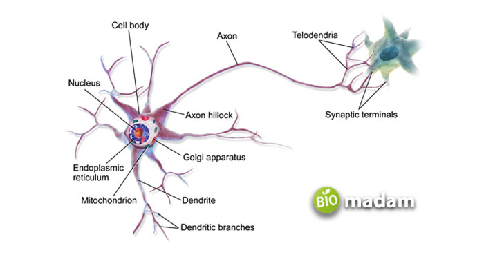 Axon-in-Neuron