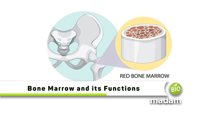 Bone-Marrow-and-its-Functions