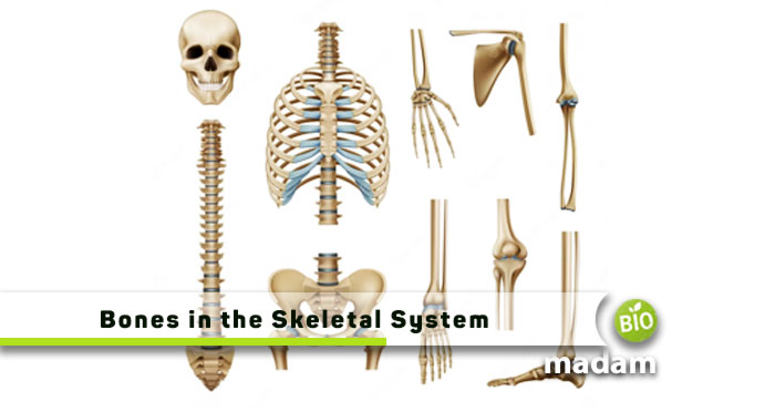 Bones-in-the-Skeletal-System