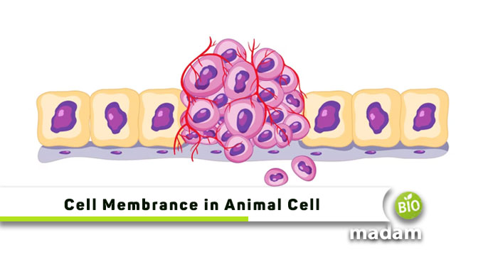 Cell-Membrane-in-Animal-Cell
