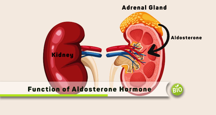 Function of Aldosterone Hormone