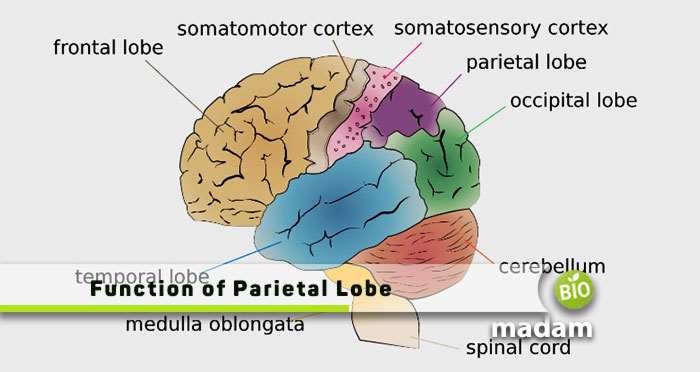 Function-of-Parietal-Lobe