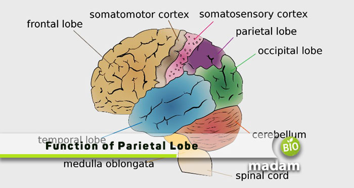Medial Parietal Lobe Circonvolution Lobe Pari tal OEBGCL Medial Parietal Lobe Circonvolution Lobe Pari tal OEBGCL