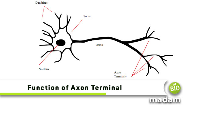Function-of-Axon-Terminal