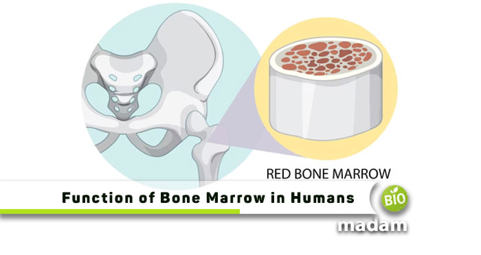 Function-of-Bone-Marrow-in-Humans