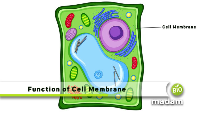 Function-of-Cell-Membrane
