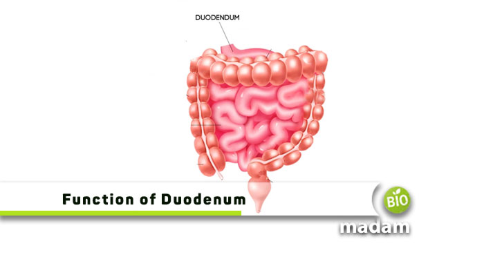 Function-of-Duodenum