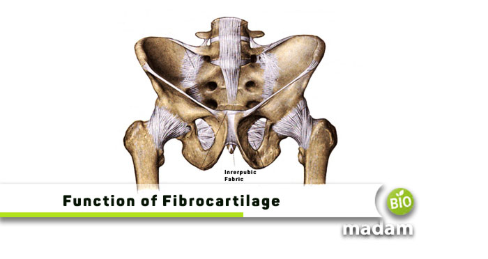 Function-of-Fibrocartilage