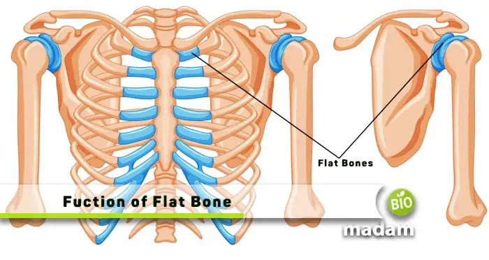 Function-of-Flat-Bone
