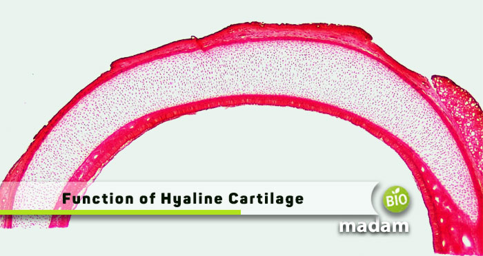 Function-of-Hyaline-Cartilage