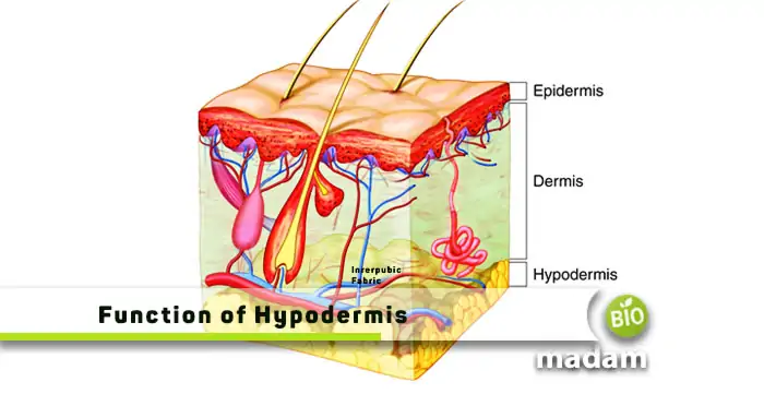 Function-of-Hypodermis