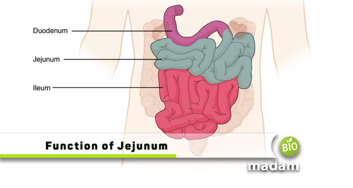 Function-of-Jejunum