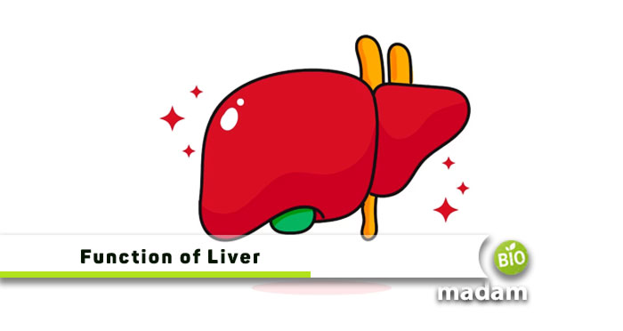 Function-of-Liver
