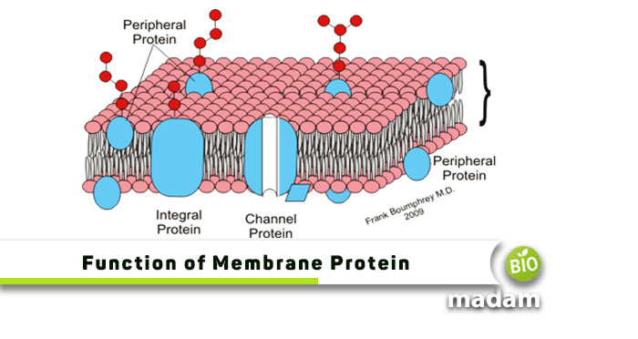 Function-of-Membrane-Protein