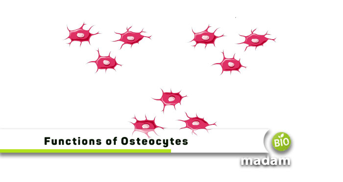 Function-of-Osteocytes