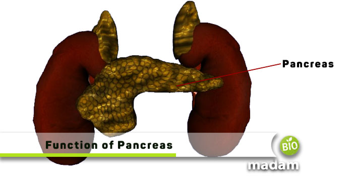 Function-of-Pancreas