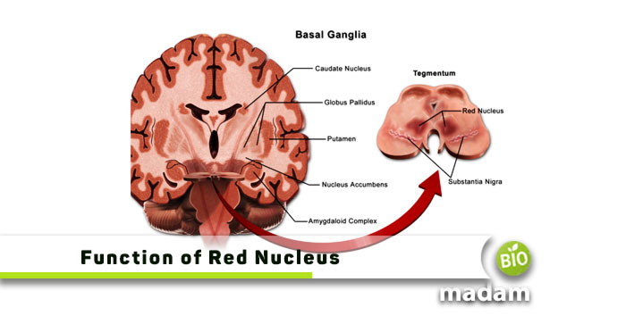 Function-of-Red-Nucleus