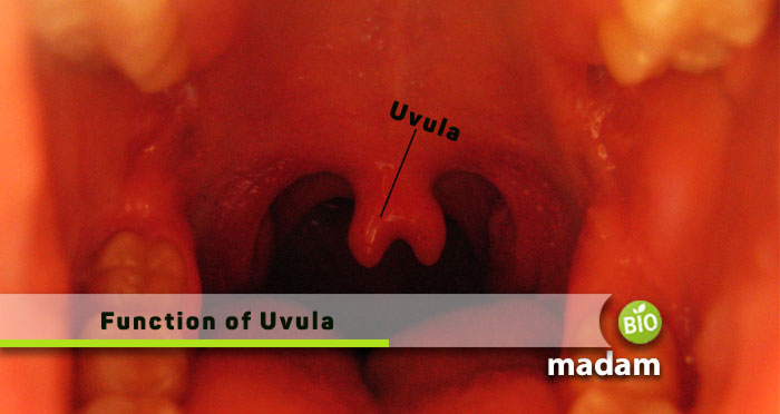 Function-of-Uvula