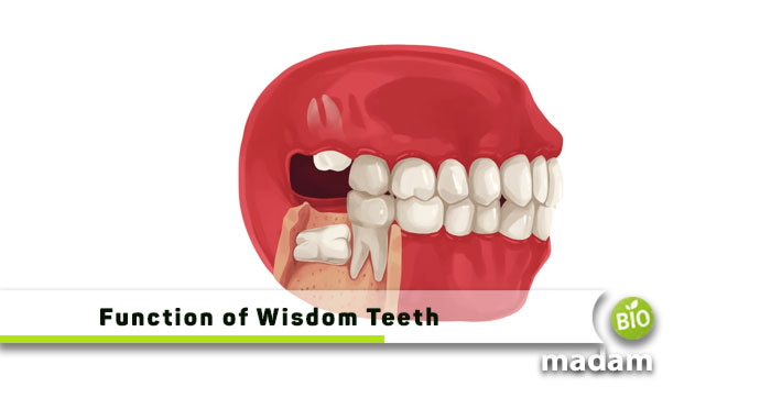 Function-of-Wisdom-Teeth
