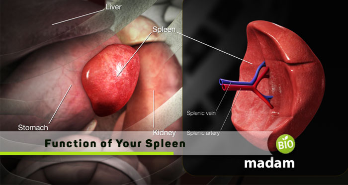 Function-of-Your-Spleen